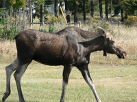 moose,nungesser